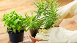 Boiling Rosemary Is an Old Family Ritual That Instantly Resets Your Home’s Energy